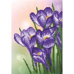 Spring Crocus 30X40